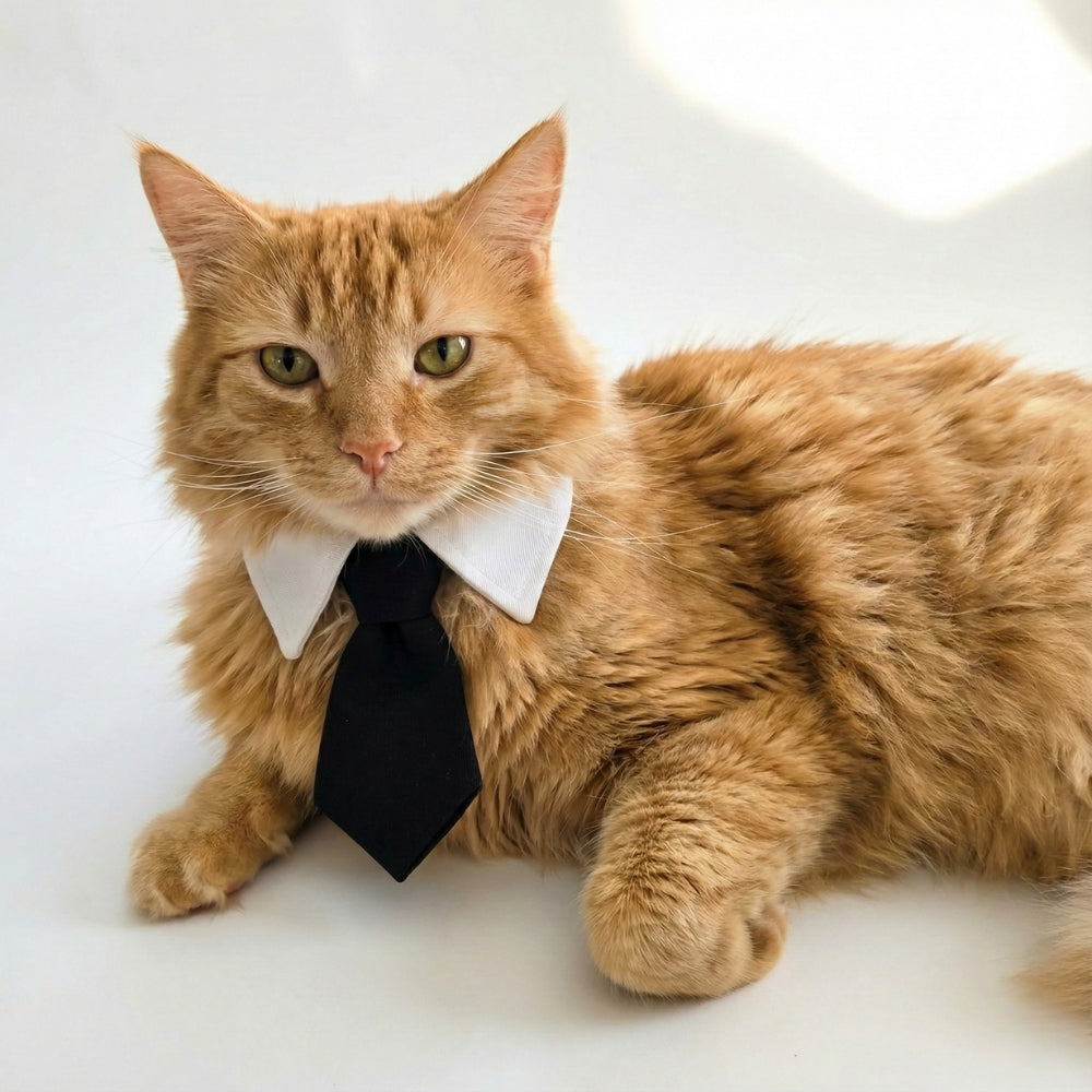 Black Suit Tie | Pet Collar