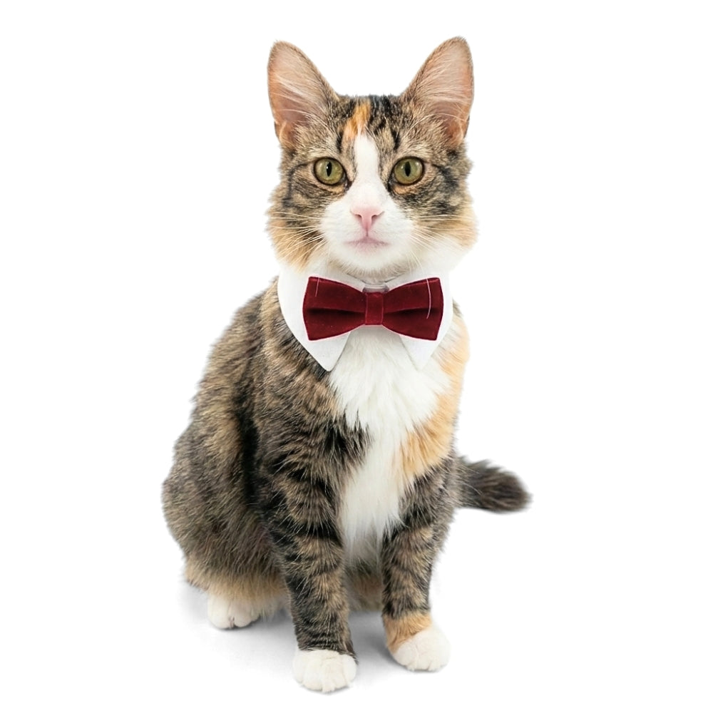 Red Velvet Bowtie | Pet Collar