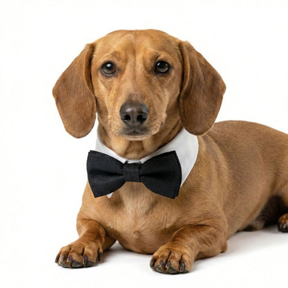 Dapper Black Tie Pet Collar