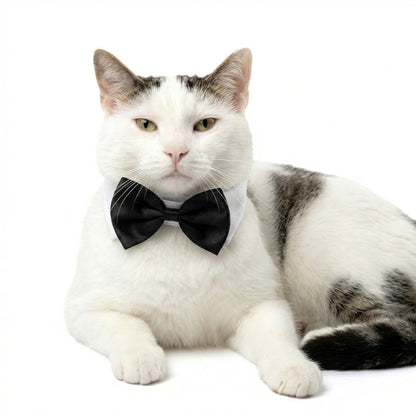 Dapper Black Tie Pet Collar