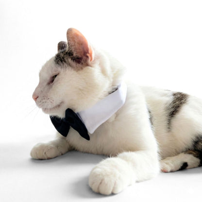 Dapper Black Tie Pet Collar