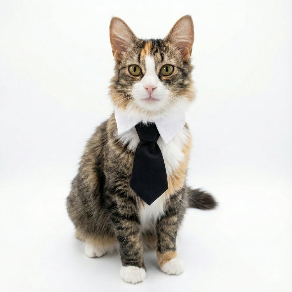 Black Suit Tie | Pet Collar