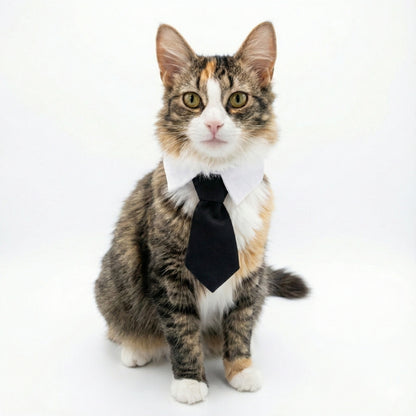 Black Suit Tie | Pet Collar