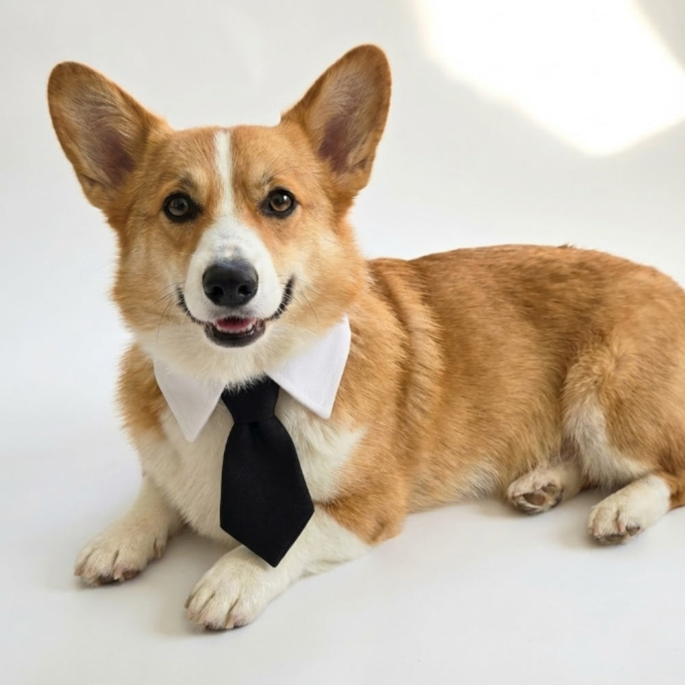 Black Suit Tie | Pet Collar