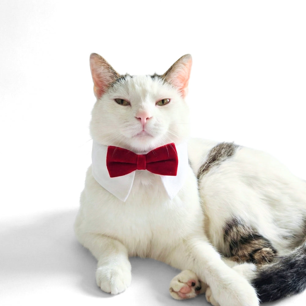 Red Velvet Bowtie | Pet Collar