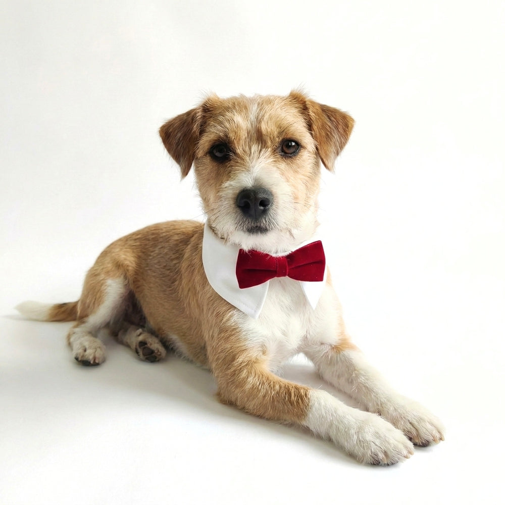 Red Velvet Bowtie | Pet Collar